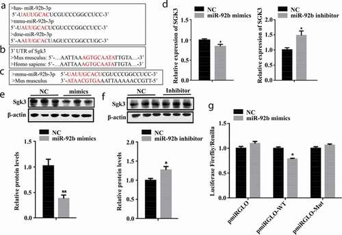 Figure 4. SGK3 is a target gene of miR-92b-3p. (a) The sequence of mature miR-92b-3p in different species. Humans, mice, and Drosophila have the same seed region (marked in red). (b) The sequence of SGK3 3′UTR of humans and mice. Humans and mice have the same complementary region (marked in red) in the 3′UTR of SGK3. (c) The complementary pairing (marked in red) of mmu-miR-92b-3p and SGK3 3′UTR of Mus musculus. (d) SGK3 mRNA level after transfected with miR-92b-3p mimics or inhibitor. miR-92b-3p mimics decreased SGK3 mRNA level. miR-92b-3p inhibitor increased the SGK3 mRNA level. (e) The protein level of SGK3 after transfected with miR-92b-3p mimics. miR-92b-3p mimics decreased the SGK3 protein level. (f) The protein level of SGK3 after transfected with miR-92b-3p inhibitor. miR-92b-3p inhibitor increased the SGK3 protein level. (g) Result of dual luciferase assay. miR-92b-3p mimics decreased the luciferase activity of pmirGLO-WT but did not affect the luciferase activity of pmirGLO-Mut. * p < 0.05, ** p < 0.01. All experiments were repeated three times, and results are presented as mean ± S.E.M