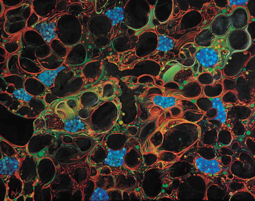 Figure 1. Autophagy 1. Oil on canvas (15.7 x 19.7 inches), which depicts a field of fat body cells from a starved third instar larva of Drosophila melanogaster as seen in fluorescence confocal microscopy photographs.