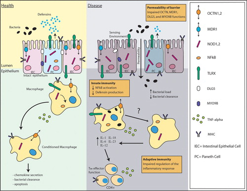 Figure 1. Potential molecular pathways involved in inflammatory bowel disease(IBD) pathogenesis. In healthy individuals, bacterial invasions trigger cascades of immune events leading to chemokine secretion, bacterial clearance and apoptosis. Although there is much still to be discovered, genetic defects at three different levels are suspected to lead to chronic inflammation in IBD: 1) Mutations in environmental sensors and their signaling pathways, such as TLRs and CARD15, may impair the innate immune system and cause a decrease in NF‐kB activation and defensin production. 2) Mutations in transporters such as MDR1, OCTN1 and OCTN2, or in genes involved in epithelial integrity (DLG5, MYO9B) may affect the permeability of the epithelial barrier. 3) Mutations in genes involved in adaptive immunity, such as the human leukocyte antigen (HLA) genes and tumor necrosis factor (TNF‐) alpha within the major histocompatibility complex (MHC), as well as in genes coding for subunits of cytokines and cytokine receptors like IL‐12 and IL‐23R, may cause an imbalance between regulatory and effector cell immune responses important in the control of inflammatory reactions. IBD = inflammatory bowel disease; TLR = Toll‐like receptor; NF‐kB = nuclear factor‐kB; MDR1 = multidrug resistance gene; OCTN1 and 2 = organic cation transporter 1 and 2; DLG5 = drosophila discs large homolog 5.