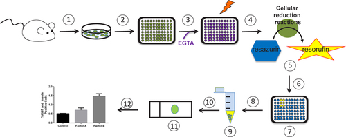 Figure 1. Experimental scheme for the β cell proliferative factor assay.(1) Isolate islets. (2) Divide islets evenly into a 96-well plate and culture overnight. (3) Replace media with new media supplemented with EGTA and potential proliferative factors (or vehicle control). (4) Incubate 96 h with a media change at 48 h. (5) Add resozurin and incubate 4 h. (6) Determine fluorescence with plate reader. (7) Wells with elevated fluorescence readings when compared with control readings are potential hits. (8) For hit and corresponding control wells: remove media, trypsinize, and transfer dissociated islets to tubes. (9) Neutralize trypsin, pellet dissociated islets, remove supernatant, and add media. (10) Distribute dissociated islets onto a charged microscope slide using a cytofunnel and cytospin. (11) Immunolabel dissociated islets for insulin and proliferative marker. (12) Quantify β cell proliferation.