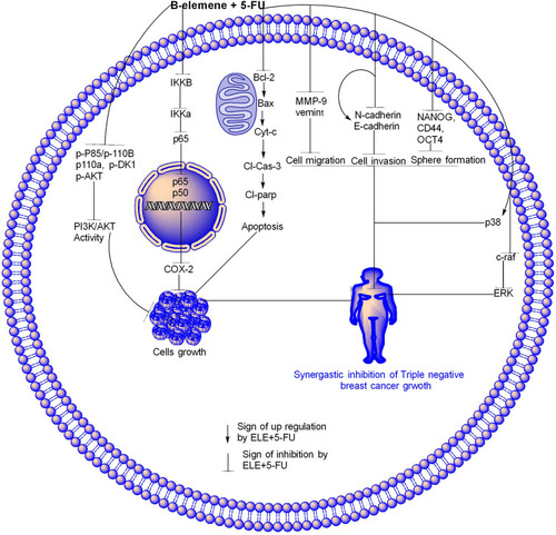 Figure 9 ELE enhanced 5-FU effect through different molecular pathways.Notes: In apoptosis pathway, ELE and 5-FU synergistically inhibited Bcl-2, increased Bax due to which the cyt-c was released from the mitochondria to cytoplasm where they increased the cl-caspase-3 and cl-parp expression levels due to which cell the apoptosis happened. NF-kB/COX-2 pathway ELE and 5-FU synergistically downregulated the expression IKKβ, IKKα and p65 in cytoplasm due to which the translocation of p50 and p65 decreased and led to COX-2 expression downregulation and cell inhibition. The activity of PI3K/AKT pathway were also inhibited by ELE and 5-FU in combination through the inhibition of p-AKT, P-85, p110r, p-PDK1, and p110a proteins, thereby causing triple-negative cancer inhibition. ELE and 5-FU in combination modulated the MAPK pathway through p-38 upregulation and c-raf and ERK downregulation, thereby inhibiting sphere formation through CD44, OCT4, and Nanog. Cell invasion was promoted through E-cadherin upregulation and N-cadherin downregulation. ELE and 5-FU also in combination inhibit cell migration through MMP-9 and vimentin downregulation. The modulation of all of these pathways showed that ELE and 5-FU in combination inhibit triple-negative TNBC.