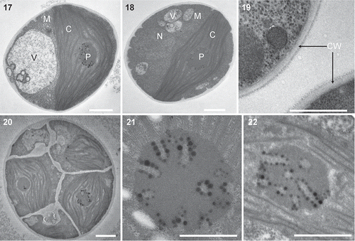 Figs 3. Heveochlorella roystonensis, strain ITBB A3-8, TEM. 17, 18. Mature vegetative cell showing the cup-shaped parietal chloroplast, pyrenoid, nucleus and mitochondria. 19. Two-layered cell wall of mature cell. 20. Sporangium containing multiple autospores. 21, 22. Ultrastructure of pyrenoids showing tube-like invaginations arranged radially. C, chloroplast; M, mitochondria; N, nucleus; V, vacuole; CW, cell wall. Scale bars = 1 μm.