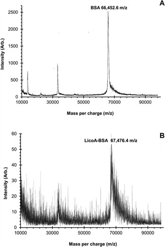 Figure 2. Matrix-assisted laser desorption ionization-time of flight mass spectrometry (MALDI-TOF MS) spectra of the BSA (A) and LicoA-BSA conjugate (B).