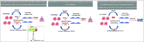 Figure 1. Targeting a positive feedback loop between EMT-modified cancer cells and TAMs in breast cancer. The chemokine (C-C motif) ligand 18 (CCL18) produced by tumor-associated macrophages (TAMs) induces epithelial-mesenchymal transition (EMT) of tumor cells and enhances granulocyte-macrophage colony stimulating factor (GM-CSF) secretion in a PITPNM3-Pyk2-Src-Raf/PI3K-NFκB dependent manner. Reciprocally, GM-CSF from EMT-altered cancer cells activates monocytes to differentiate into a TAM-like phenotype that secrets CCL18. Neutralization of either GM-CSF or CCL18 breaks this vicious cycle and reduces breast cancer metastasis. Immunotherapies blocking CCL18 in combination with glycolysis inhibitors may inhibit cancer metastasis and attenuate immunosuppression, thereby unleashing anticancer immune responses.