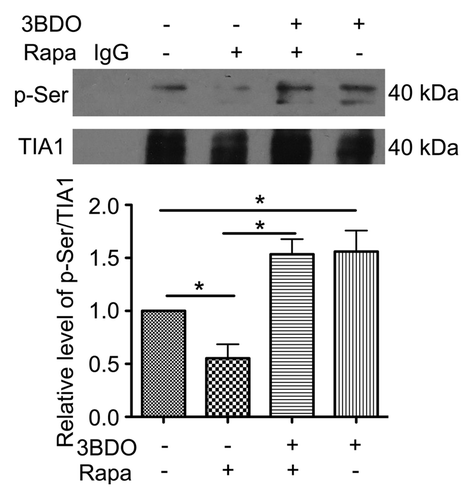 Figure 3. 3BDO promoted phosphorylation of TIA1 in HUVECs. HUVECs were treated with rapamycin (10 μΜ), 3BDO (60 μΜ) or both for 6 h; immunoprecipitation was obtained with TIA1 antibody. Western blot analysis of phosphorylation of Ser residues of TIA1. Densitometry results of the ratio of p-Ser to TIA1 with data for the nontreated group set to 1. *P < 0.05, n = 3.