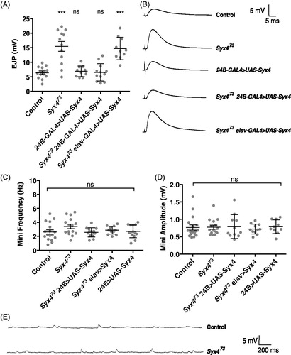 Figure 1. Syntaxin 4 regulates evoked release. (A) Mean nerve-evoked amplitudes (±SEM, in mV) for the indicated genotypes in HL3 saline containing 0.3 mM Ca2+. (B) Representative traces of nerve-evoked responses for the indicated genotypes. (C) Mean frequency of spontaneous (mini) release (±SEM, in Hz) for the indicated genotypes. (D) Mean amplitude of mini release (±SEM, in mV) for the indicated genotypes. (E) Representative traces of spontaneous release events for control and Syx473 mutants.