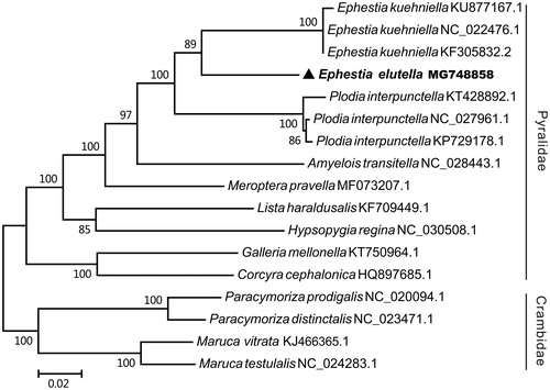 Figure 1. The maximum-likelihood phylogenetic tree of 13 pyralidea species. The nucleotide sequences of the complete mitochondrial genome were downed from GenBank. The phylogenetic tree was constructed by MEGA 7.0 and Bootstrap support is shown at nodes.