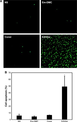 Figure 11 Cell apoptosis detection.Notes: (A) Cell apoptosis was assessed by counting the number of TUNEL-positive cells in the field (five high power fields per slide), and EZH2si-DMC was superior to other controls in increasing cell apoptosis. (B) Mean apoptosis rate every five fields. EZH2si-DMC significantly increased apoptosis (*P<0.01, EZH2si-DMC vs NS, DMC and Consi-DMC).