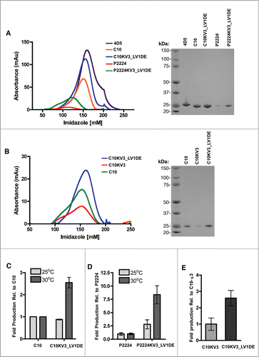 Figure 1. (A-B) Elution of indicated scFv with increasing imidazole from a HisTrap column after loading with 500 ml (A) or 250 ml (B) culture supernatant from TG1 cells induced to produce protein at 30°C (left panel). SDS-page gel of isolated scFv stained with SimplyBlue (right panel). (C) Fold induction of C10 or C10KV3_LV1DE from TG1 cells at 25 or 30 °C relative to C10 production. (D) Fold induction of P2224 or P2224KV3_LV1DE from TG1 cells at 25 or 30 °C relative to P2224 production. (E) Fold induction of C10KV3 or C10KV3_LV1DE. Bars represent the range of fold production from 2 independent experiments.