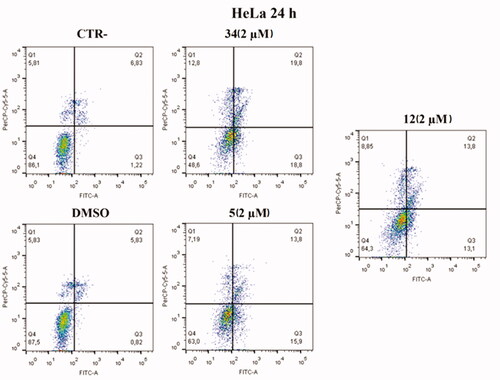 Figure 9. Annexin V analysis of HeLa cell lines after treatment with 2 µM of compounds 5 and 12 after 24 h. DMSO and compound 34 were used as controls. Apoptotic, necrotic, and live cells were stained with Annexin V FITC/7-AAD and then analysed by BD FACS DIVA software.