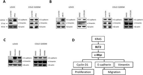 Figure 4. 5/12-LO/BLT2 and c-Myc promote EMT, as indicated by E-cadherin downregulation and vimentin upregulation, in KRAS-mutant CRC cells. (A) LOVO and COLO 320DM cells were transfected with siMyc or control siRNA for 24 h, and then, immunoblotting was performed to detect E-cadherin, vimentin, and β-actin protein levels. (B) LOVO and COLO 320DM cells were transfected with siBLT2 or control siRNA for 24 h or treated with DMSO or LY255283 (10 μM) for 24 h. Then, immunoblotting was performed to detect E-cadherin, vimentin, and β-actin protein levels. (C) LOVO and COLO 320DM cells were treated with DMSO, baicalein (10 μM), or MK886 (2.5 μM) for 24 h, and immunoblotting was then performed to detect E-cadherin, vimentin, and β-actin protein levels. (D) Scheme showing the proposed involvement of BLT2 and c-Myc in KRAS-mutant CRC cells.