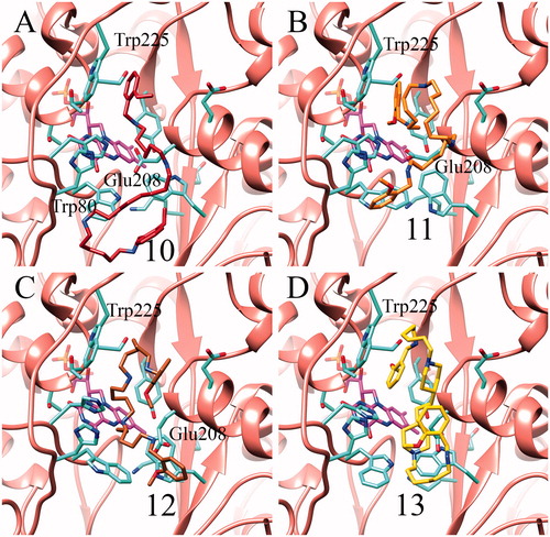 Figure 5. Representative docking poses obtained for the inhibitors 10-13 in complex with the SMOX structural model. Compound 10 in panel A, 11 in B, 12 in C and 13 in D. In each case the representative pose shown in the figure is one of the nine top-scoring poses according to Autodock Vina scoring function.