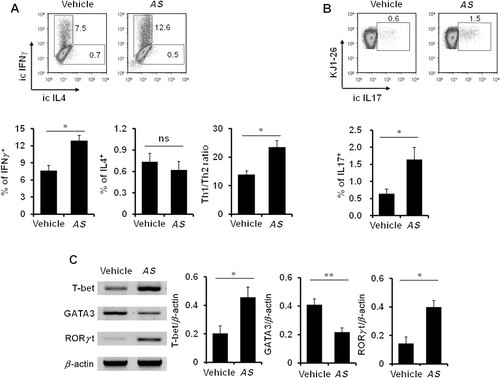 Figure 2. In vivo treatment with AS extracts induces Th1 and Th17 differentiation.Note: After two weeks of immunization, purified splenic CD4+ T cells were activated with plate-bound anti-CD3 (10 µg/ml) and anti-CD28 (1 µg/ml) mAbs for 16 hrs and subsequently restimulated with PMA (50 ng/ml) and ionomycin (1 µg/ml) in the presence of brefeldin A (10 µg/ml) for an additional 2 hrs. (A) The production levels of intracellular IFNγ and IL4 by CD4+ T cells gated on CD4+KJ1-26+ population were measured by flow cytometry. (B) The intracellular IL17 production level by CD4+KJ1-26+ T cells was assessed by flow cytometric analysis. (C) The mRNA levels of T helper cell transcription factors in purified splenic CD4+ T cells from either vehicle- or AS extract-treated mice were analyzed by RT-PCR. Data are shown as the mean ± SD (n = 3; *P ≤ 0.05; **P ≤ 0.01).