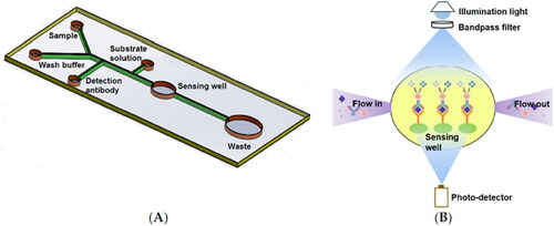 Figure 3. Microfluidic sensor. Schematic representation of the microfluidic ELISA sensor layout (not to scale) (A) and principle of the absorption detection with a miniaturized optical sensor device (B) (Weng, Gaur, and Neethirajan Citation2016).