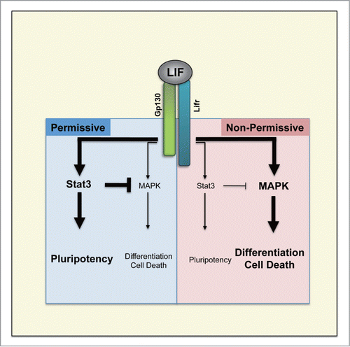 Figure 2. Comparison of LIF intra-cellular signaling activity in mESCs derived from permissive and non-permissive genetic backgrounds. Permissiveness for derivation and maintenance of mESCs is determined by the balance between Stat3 and MAPK pathways downstream of LIF.