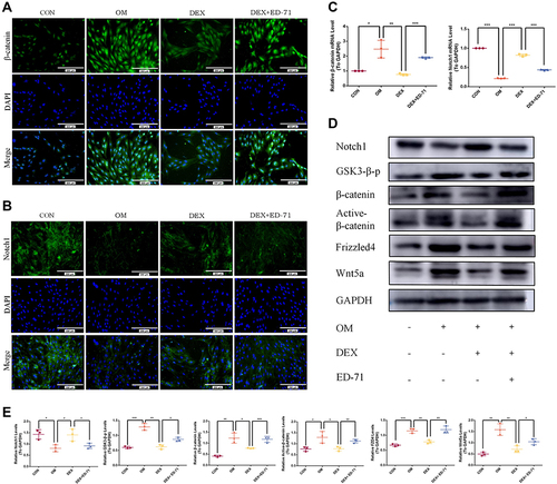 Figure 6 ED-71 regulated MC3T3-E1 cells through Notch and Wnt/GSK-3β/β-catenin pathway. (A). The representative immunofluorescence staining images of β-catenin in CON, OM, DEX, DEX+ED-71 groups at 7 days. Bar, 200μm. (B). Notch1 immunofluorescence staining in CON, OM, DEX, DEX+ED-71 groups at 7 days. Bar, 200μm. (C). The mRNA levels of β-catenin and Notch1 detected by RT-qPCR after 7 days of culture. GAPDH was used as an internal control. (D). The protein expression of Wnt5a, FZD4, Active β-catenin, β-catenin, GSK3-β-p, Notch1, and GAPDH detected by Western blotting after 14 days of culture. (E). The statistical analysis of Western blotting. Data were given as the mean ± S.D. from three independent experiments. *P < 0.05, **P < 0.01. ***P < 0.001.