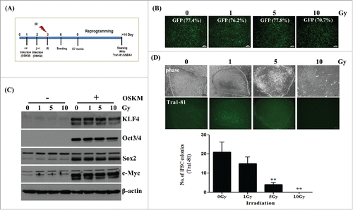 Figure 1. Reduced generation of induced pluripotent stem (iPS) cells from fibroblasts after direct radiation exposure. Fibroblasts (passage 12∼13) were transduced with retro-GFP or retro-4F (OSKM) twice sequentially, which was followed by irradiation exposure at the indicated doses. After further culture for 3 d, transduced cells were transferred to Matrigel-coated plates to induce reprogramming as shown in (A). (B) Efficiency of transduction in non-irradiated or irradiated fibroblasts using retroviral GFP. Quantification of GFP expression in irradiated fibroblasts before reprogramming by FACS analysis. Scale bar = 200 μm. (C) Immunoblotting of OSKM overexpression in non-irradiated or irradiated fibroblasts before reprogramming. (D) Morphology and live staining of Tra1-81 (upper panel) and numbers (lower panel) of Tra1-81 stained colonies in reprogrammed cells derived from non-irradiated or irradiated fibroblasts after OSKM-transduction. Staining of Tra1-81 was performed at two weeks during reprogramming. Scale bar = 100 μm. The data in the lower panel are shown as mean ± SD from three independent experiments (**P < 0.01, one-way ANOVA analysis with Scheffe pairwise post-hoc test).