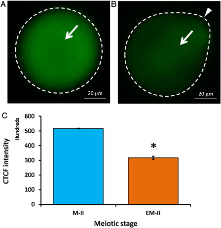 Figure 7. Representative photographs showing fluorescence intensity of Cdc25B during postovulatory aging-induced abortive SEA. (A) Control egg (M-II). (B) Postovulatory aging increased fluorescence intensity of Cdc25B in eggs (EM-II). (C) Bars showing the CTCF analysis of fluorescence intensity of three independent experiments. Values are mean ± SEM of three independent experiments. Data analyzed by Student's t-test, *P < 0.001.