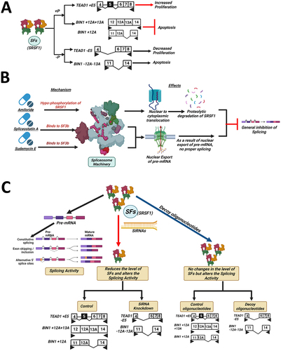 Figure 3. Regulation of splicing factor activity. (A) Splicing factor activity regulation by phosphorylation. Phosphorylation of SR splicing factors (SRSF1) results in increased splicing activity, as shown by the increased inclusion of +Exon 5 in TEAD1 and +Exon 12A and +Exon 13A in BIN1. Hypophosphorylation of the SR splicing factor results in reduced splicing activity, as shown by the decreased inclusion of +Exon 5 in TEAD1 and +Exon 12A and +Exon 13A in BIN1. (B) General inhibition of splicing by targeting splicing factors (SFs). Amiloride induces hypophosphorylation of SRSF1, resulting in nuclear to cytoplasmic translocation of SRSF1, culminating in proteolytic degradation of SRSF1. Degradation of SRSF1 results in general inhibition of splicing. Spliceostatin a and Sudemycin E bind to SF3b of the spliceosome machinery, resulting in the nuclear export of pre-mRNA and leading to general splicing inhibition. (C) Regulation of splicing factor activity and expression by siRNAs and decoy oligonucleotides. Splicing factors act on pre-mRNAs to regulate splicing. SiRNAs against SFs reduce the level of SFs, resulting in reduced splicing activity. Decoy oligonucleotides do not change the level of SFs but reduce splicing activity, similar to the action of siRNAs.