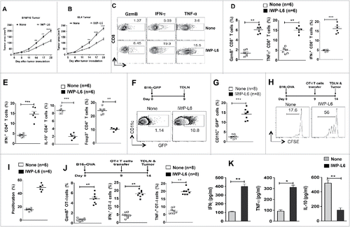 Figure 6. Pharmacological inhibition of Wnt signaling enhances antitumor immunity against established tumors. (A–B) B16F10 melanoma and EL4 tumor progression in WT mice treated with or without IWP-L6 (5 mg/kg) every 3 d from day 5 after tumor inoculation. Data are mean tumor size and are cumulative, representative of two independent experiments (n = 10–12 mice). (C–D) Representative dot plots and percentage of Granzyme B+CD8+, IFNγ+CD8+, and TNFα+CD8+ T cells isolated from MO4 melanoma on day 20 after inoculation (n = 6 mice). Mice were treated with or without IWP-L6 as described in A. (E) Representative percentage of Foxp3+CD4+, IFNγ+CD4+, and IL-10+CD4+ T cells isolated from MO4 tumors on day 20 after inoculation (n = 6 mice). Mice treated with or without IWP-L6 as described in A (F–G) Representative dot plots and percentage of GFP+CD11c+ DCs isolated from TDLNs on day 9 after B16-GFP tumor inoculation (n = 8 mice). Mice were treated with or without IWP-L6 on day 5 and 7. (H, I) MO4 bearing mice were adoptively transferred with CFSE-labeled naive OT-I T cells on day 9 (n = 6). Mice were treated with or without IWP-L6 on day 5, 8 and 11. On day 14, the TDLN was harvested and analyzed using FACS for OT-I T cell proliferation. Representative histograms showing cell division and percent proliferated OT-ICFSE cells. Data represents one of two experiments with similar results. (J) MO4-bearing mice were adoptively transferred with OT-I T cells from Rag−/− OT-I mice on day 9 after tumor inoculation. After 5 d, Granzyme B+CD8+, IFNγ+CD8+, and TNFα+CD8+ analysis was performed on CD45+Vα2+Vβ5.1/5.2+ T cells from TDLNs (n = 6–8 mice). Data are representative of two independent experiments and show mean values±SEM. (K) Cytokine concentrations in supernatants obtained after culture of TDLN lymphocytes with DCs loaded with B16 lysate for 48 h. Mice were treated with or without IWP-L6 as described in A (n = 5). Data are representative of two independent experiments and show mean values ± SEM. Statistical levels of significance were analyzed by the Student t test (unpaired). *p < 0.05; **p < 0.01; ***p < 0.001.