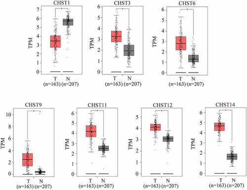 Figure 1. Expression of members of the CHST family in GBM tissues and non-tumor tissues according to the data from TCGA database. Data of 163 GBM tissues were obtained from TCGA database; the upper quartile and lower quartile of expression values in GBM tissues are shown in the red box; data of 207 non-tumor brain tissues were obtained from TCGA and GTEx. The upper quartile and lower quartile of expression values in these tissues are shown in the gray box. *P < 0.05