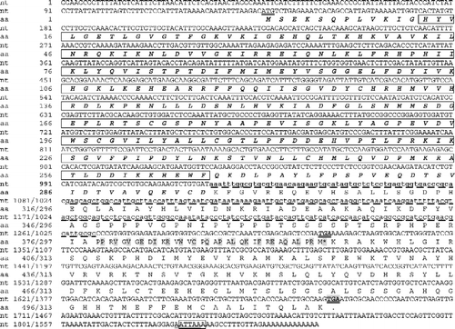 Figure 2 Nucleotide sequences and deduced amino acid sequences of Afr-AMPKalpha1 and Afr-AMPKalpha2 cDNAs. The basic serine/threonine protein kinase domain is boxed. The amino acid sequence found in both Afr-AMPKalpha1 and Afr-AMPKalpha2 is shown in bold and italics. The amino acid sequence only in Afr-AMPKalpha2 is shaded. The 244-bp deletion of Afr-AMPKalpha2 compared with Afr-AMPKalpha1 is shown in lower case as a dashed line. The start and stop codons are underlined. The stop codon for Afr-AMPKalpha2 is italicized while that of Afr-AMPKalpha1 is shaded. Two putative polyadenylation signals AATTAA and ATTAAA are underlined and boxed, respectively.