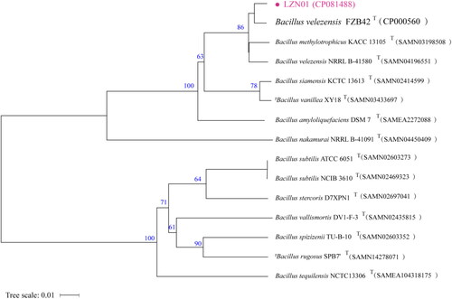 Figure 1. Phylogenetic tree of strain LZN01 based on whole-genome alignments. The genome sequence data were uploaded to type (strain) Genome Server (TYGS) (https://tygs.dsmz.de) for a whole-genome-based taxonomic analysis. The tree was constructed via FastME 2.1.6.1 from GBDP distances calculated from genome sequences. The numbers above branches were inferred pseudo-bootstrap support values > 60% from 100 replications. ‘T’ =typical strains.