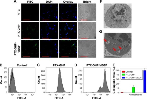 Figure 7 Celluar uptake.Notes: (A) Confocal fluorescence images of SW-13 cells after incubation with free FITC, GHP-VEGF, and PTX-GHP-VEGF labeled by FITC. Green and blue colors represented FITC fluorescence and DAPI-stained cell nuclei, respectively. (B–E) Flow cytometry analysis and quantitative cellular uptake of SW-13 cells toward control, GHP-VEGF, and PTX-GHP-VEGF. (F, G) Bio-TEM images of SW-13 cells after incubation with PBS and PTX-GHP-VEGF for 3 hours. Red arrows indicated the presence of PTX-GHP-VEGF. Scale bar represents 20 µm (A), and 2 µm (F, G).Abbreviations: PTX, paclitaxel; VEGF, vascular endothelial growth factor; PBS, phosphate-buffered saline; FITC, fluorescein isothiocyanate; TEM, transmission electron microscopy; DAPI, 6-diamidino-2-phenylindole; GHP, GO-HSA-PEG.