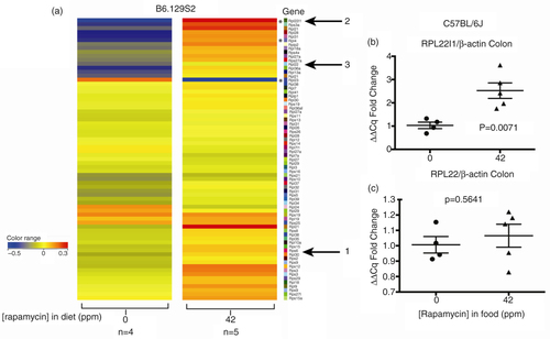 Fig. 3 Rapamycin effects on ribosomal protein genes (RPGs) in colon of eRapa-fed mice. (a) Unfiltered heat maps comparing mRNA levels in mice fed 0 or 42 ppm diets. The arrow labeled 1 shows rpS6, arrow 2 indicates the upregulation of rpl22l1 and rpl22, all of which we discuss in the text. We interpret these data to indicate a trend toward overall upregulation of these mRNAs. Asterisks indicate canonical pathway genes identified by IPA analysis and are discussed in the text. Visualized data are baselined to the median and log 2 transformed. From 0 to −0.5 would be a 1.5-fold change. (b) and (c) Graphs showing qRT-PCR results normalized to (actin) of Rpl22l1 and Rpl22, respectively.