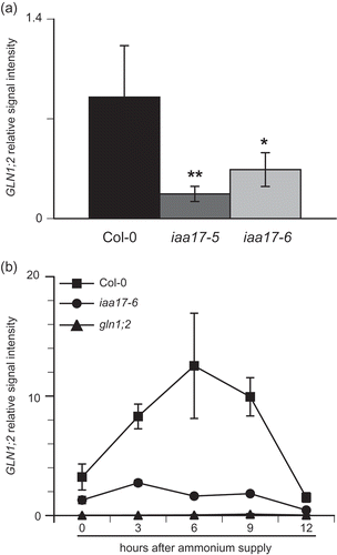 Figure 7. Ammonium-responsive expression of root GLN1;2 in wild type and T-DNA insertion line for IAA17 and GLN1;2.(A) Plants were grown in hydroponic solution containing 2 mM NH4NO3 for 6 weeks. The transcriptional levels of GLN1;2 in wild-type (opened column), iaa17-5 (dark gray column) and iaa17-6 (light gray column) were determined by qPCR. Bars indicate means ± standard deviation (SD; n = 4 plants).(B) Plants were grown in hydroponic solution containing 2 mM NH4NO3 for 6 weeks, following which they were transferred to a solution containing no nitrogen for 3 d, and were then transferred to a solution containing 1 mM NH4Cl. After transfer to the ammonium solution, the roots were sequentially harvested at 0, 3, 6, 9 and 12 h. The transcriptional level of GLN1;2 was determined by qPCR. Spots indicate means ± standard deviation (SD; n = 6 plants).