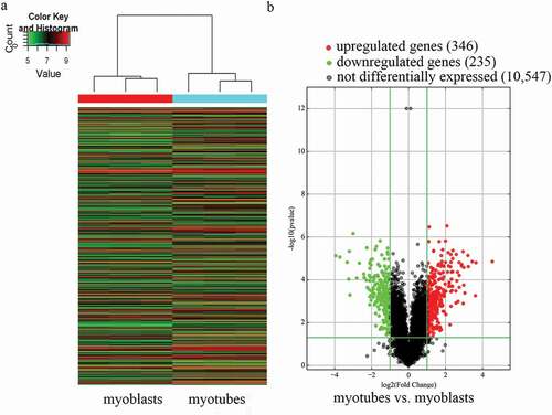 Figure 1. Characterization of circular RNA (circRNA) expression profiles of mouse C2C12 myoblasts and myotubes. a) Hierarchical clustering of the expression profiles of circRNAs. Red and green indicate high and low relative expression, respectively. b) Volcano plots were used to evaluate differences in circRNA expression between myotubes and myoblasts. The horizontal line corresponds to 2.0-fold (log2 scaled) up and down, respectively, and the vertical lines represent a P-value of 0.05 (–log10 scaled). The red and green points in the plot represent the differentially expressed circRNAs with statistical significance.