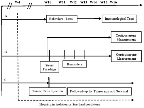 Figure 1. Experimental design - timeline and interventions. Timeline for experimental design showing age (weeks) of animals in each stage. At age 4 weeks, mice were divided into two groups: rearing in social isolation and rearing in a standard environment. Each group was then divided into three sets. Set A: At 10 weeks, weight was measured and behavioraltests were performed. At 15 weeks, immunological tests were performed. Set B: At 10 weeks, half the study and control animals were subjected to a stress paradigm with reminders. At 16 weeks, corticosterone levels were measured in all animals (exposed/not exposed to the stress paradigm). Set C: Tumor was injected at 10 weeks of age and animals were followed for tumor growth and survival. W, week; NK, natural killer.
