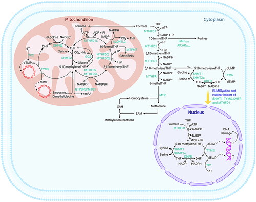 Figure 4. Folate-mediated one-carbon metabolism. (adapted from Xiu Y, Field MS. The roles of mitochondrial folate metabolism in supporting mitochondrial DNA synthesis, oxidative phosphorylation, and cellular function. Curr Dev Nutr. 2020;4(10):nzaa153). The compartmentalisation of folate-mediated one-carbon metabolism (FOCM) within cells involves distinct regions for various metabolic processes. Thymidylate (dTMP) synthesis occurs in the cytosol, nucleus, and mitochondria, whereas the synthesis of purines and methionine takes place exclusively in the cytosol. Mitochondrial FOCM generates formate, which is utilised by both cytosolic and nuclear FOCM, and provides biosynthetic precursors for mitochondrial DNA (mtDNA) synthesis and protein translation. Key enzymes and components involved in these processes include aminoimidazolecarboxamide ribonucleotide transformylase (AICARTfase), aldehyde dehydrogenase 1 family member L2 (ALDH1L2), dihydrofolate (DHF), dihydrofolate reductase (DHFR), deoxythymidine (dT), deoxythymidine monophosphate (dTMP), deoxyuridine monophosphate (dUMP), N-formylmethionine (fMet), glycinamide ribonucleotide transformylase (GARTfase), glycine cleavage system (GCS), mitochondrial GTP-binding protein 3 (GTPBP3), mitochondrial methionyl-tRNA formyltransferase (MTFMT), methylenetetrahydrofolate dehydrogenase (MTHFD), methylenetetrahydrofolate dehydrogenase 1-like (MTHFD1L), methylene-tetrahydrofolate reductase (MTHFR), mitochondrial tRNA translation optimisation 1 (MTO1), methionine synthase (MTR), phosphate (Pi), S-adenosylhomocysteine (SAH), S-adenosylmethionine (SAM), serine hydroxymethyltransferase (SHMT), small ubiquitin-like modifier (SUMO), thymidine (T), tetrahydrofolate (THF), thymidine kinase (TK), thymidylate synthase (TYMS), uracil (U), and modified nucleoside 5-taurinomethyluridine (τm5U).