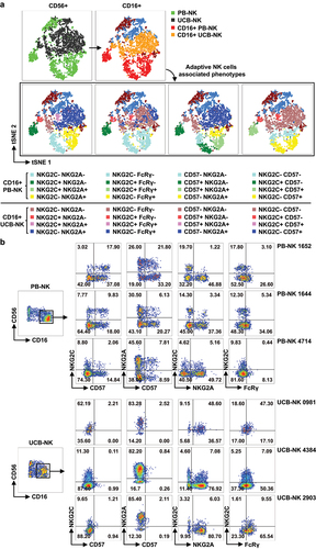 Figure 3. Unsupervised analysis distinguishes PB-g-NK and UCB-g-NK cells. (a) tSNE dimensionality reduction analysis of concatenated representative PB-NK and UCB-NK cells revealed distinct expression patterns of adaptive NK cell-associated phenotypes in mature NK cells (CD3− CD56dim CD16+). (b) dot plots illustrating the expression of the adaptive NK cell-associated molecules NKG2C, NKG2A, and CD57 in 3 samples each from PBMCs and UCBMCs.