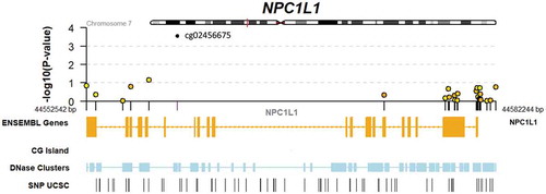 Figure 1. Genomic context of NPC1L1 responder EWAS results. Upper panel shows a regional Manhattan plot for CpGs within the NPC1L1 gene. Lower panel includes tracks indicating exonic and intronic regions of the gene, CG islands (none present within this region), DNase hypersensitivity regions, and SNPs retrieved from the UCSC genome browser database.