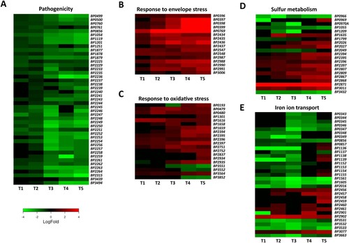 Figure 3. Adaptation of B. pertussis to the intramacrophage environment. Heat maps depicting log2 fold changes in the expression of B. pertussis genes (intracellular/intact bacteria) during infection (T1–T5). Shown are genes involved in pathogenesis (a), response to membrane stress (b), response to oxidative stress (c), sulphur metabolism (d), and iron transport (e).