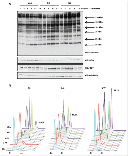 Figure 2. OGA KD cell lines show mitotic exit defects. (A) HeLa OGA KD and control cells were synchronized into G1/S by double thymidine block and released. Time points were harvested every 3 hours post-release, and protein gel blots for total O-GlcNAc, OGT, and OGA were performed while α-tubulin was used as a load control. (B) Control and OGA KD cells were again synchronized by double thymidine block and released into S phase. Cells were fixed every 3 hours, and DNA content was measured by flow cytometry. Twelve hours post-release 44% of OGA 040 cells and 63% of OGA 877 cells were still in mitosis compared to 31% of cells in the control sample. All experiments were performed with at least 3 biological replicates.