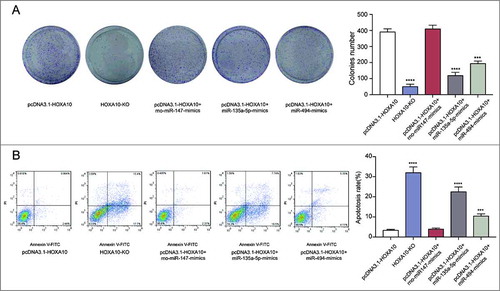 Figure 5. Inhibitory effects of miR-135a-5p on tumor cells by targeting HOXA10 in vitro. (A) Colony forming assay showed the capability of miR-135a-5p and miR-494 to repress the growth of tumor cells, and that the former one was better than the latter. Meanwhile, the number of cells in HOXA10-KO is lower (****P<0.0001, ***P<0.001, compared with pcDNA3.1-HOXA10 group). (B) Flow cytometry result implied that both miRNAs had inhibitory effect on the apoptosis of tumor cells, and miR-135a-5p was better (****P<0.0001, ***P<0.001, compared with pcDNA3.1-HOXA10 group).