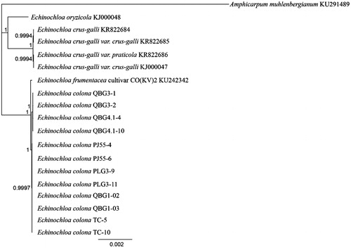 Figure 1. Phylogenetic tree produced using the Bayesian estimation (Mr. Bayes) of all complete chloroplast genomes from the genus Echinochloa using Amphicarpum muhlenbergianum as an outgroup, node labels indicate the posterior probability after 1 × 106 iterations.