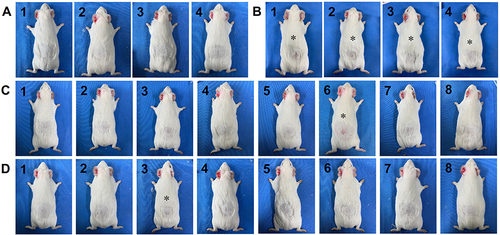 Figure 3 Macroscopic features of the Guinea pig model after dual-diode laser treatment. The Guinea pig skin was infected by applying fungal spore suspensions at five times/week for 4 weeks. (A) Uninfected laser-treated controls, (B) infected laser-untreated controls, (C) infected group A after the dual-diode laser treatment, (D) infected group B after the other dual-diode laser treatment. All Guinea pigs in infected laser-untreated controls (B1–4), one in infected group A (C6), and one in infected group B (D3) presented macroscopic changes in skin redness with scales (asterisks). Otherwise, four uninfected and 14 infected Guinea pigs presented complete hair regrowth without skin redness and scales after dual-diode laser treatment.