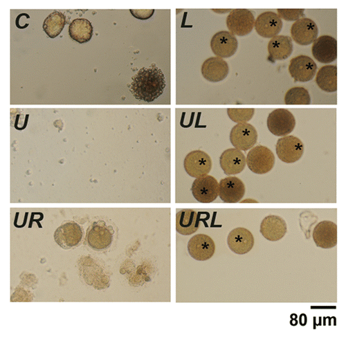 Figure 9. Leupeptin and pepstatin enhance survival of eggs. Light microscopy images of control eggs (C) or eggs treated with 20 µM leupeptin and 7 µM pepstatin (L), 5 µM U0126 (U), 5 µM U0126 and 20 µM roscovitine (UR), U0126 and leupeptin (UL) or with U0126, leupeptin and roscovitin (URL). Eggs were observed 24 h after addition of the drugs. Although all eggs had fragmented without leupeptin and pepstatin, these drugs led to a marked increase in the survival of eggs treated with or without U0126 and/or roscovitine. Note the presence of dark eggs (stars) in the presence of leupeptin and pepstatin.