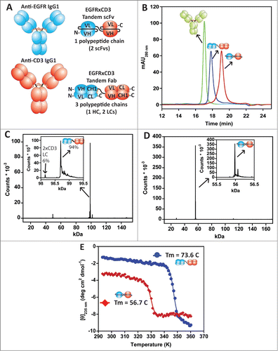 Figure 4 (see previous page). (A) Schematic diagrams of the matuzumab (anti-EGFR) IgG1 mAb, in-house anti-CD3 IgG1agly (N297Q mutation) mAb, and the EGFR × CD3 tandem Fab and tandem scFv BsAbs. (B) Analytical SEC of the purified BsAbs along with an IgG1 control mAb. The tandem Fab was purified using a single step NiCitation2+-NTA affinity chromatography step, while the tandem scFv required the affinity step along with a preparative SEC step to remove aggregates and lower molecular weight cleavage products. (C and D) Intact mass analyses of the tandem Fab and tandem scFv, respectively. The inserts show a zoomed in view of the intact proteins demonstrating the purity. A 6% impurity within the tandem Fab, which contained 2 anti-CD3 LCs. (E) Thermal unfolding profiles of the EGFR×CD3 tandem Fab (•) and tandem scFv (♦) BsAbs monitored by CD. Even though both BsAbs could have multiple unfolding transitions, they both displayed only one that could be fit using a 2-state approximation to obtain Tm. The tandem Fab exhibited a Tm of 73.6°C while the tandem scFv exhibited a Tm of 56.7°C.