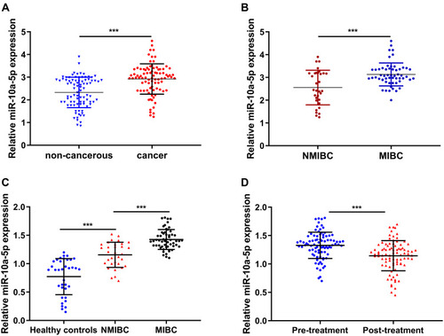 Figure 1 Upregulation miR-10a-5p in BCa tissues. (A) RT-qPCR analysis of miR-10a-5p expression in 88 pairs of BCa tissues and adjacent normal tissues. (B) RT-qPCR analysis of miR-10a-5p expression in patients with MIBC or NMIBC. (C) RT-qPCR analysis of miR-10a-5p expression in plasma samples of 60 MIBC, NMIBC, and healthy controls (HC) patients. (D) Downregulation of miR-10a-5p was observed after surgical resection. ***P< 0.001.