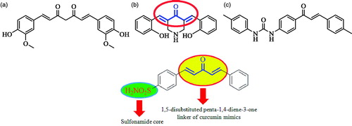 Figure 2. Design of curcumin inspired sulfonamide derivatives as hCA inhibitors.