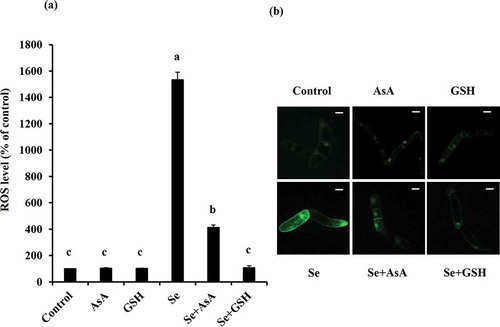 Figure 7. Effects of ascorbic acid (AsA) and glutathione (GSH) on intracellular ROS accumulation in BY-2 cells under selenate stress. (a) Intracellular ROS levels in 4-day-old Se-unadapted tobacco BY-2 suspension cells under selenate stress in the presence or absence of AsA and GSH. (b) Representative fluorescence images of 4-day-old Se-unadapted tobacco BY-2 suspension cells under selenate stress in the presence or absence of AsA and GSH. Scale bar = 20 µm. The percentage of fluorescence intensity is shown as a ROS level. Averages from three independent experiments (n = 3) per bar are shown. Bars with the same letters are not significantly different at P < 0.05.