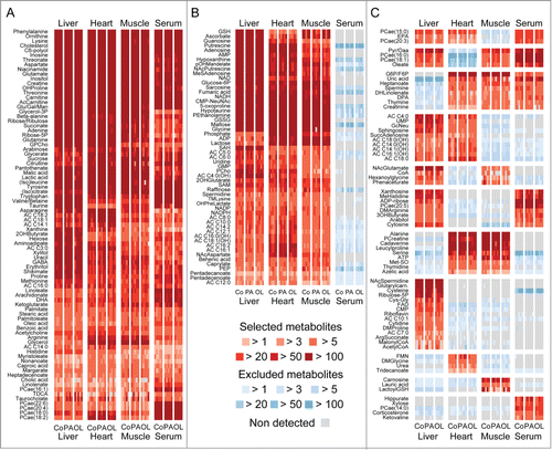 Figure 1. Global metabolic setup of the samples analyzed in this study. Mice were injected intraperitoneally with 100 mg/Kg palmitate (PA, 5 mice), 100 mg/Kg oleate (OL, 5 mice), or an equivalent volume of vehicle (Co, 5 mice), euthanatized 6 hrs later and processed for the analysis of small metabolites in the liver, heart, skeletal muscle and serum. Heat maps depict metabolites that were detected with reproducible retention times, mass to charge ratios and intensities in all 4 data sets (A), in tissues only (B), or in any other dataset combination (C). Features that were not detected or had a signal intensity < blank are depicted in gray. Detected features that failed quality controls are depictured in blue. Abbreviations and additional data are provided in Table S1.