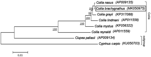 Figure 1. Phylogenetic tree of six species of the genus Coilia based on the sequences of four mitochondrial genes (12S rRNA, 16S rRNA, Cyt b, and CO I) by Bayesian inference and maximum likelihood methods. Pacific herring, Clupea pallasii from Order Clupeiformes and common carp, Cyprinus carpio from Order Cyprinifomes as outgroup. Phylogenetic analysis confirms that C. brachygnathus (indicated as boxed) belongs to the clade of the genus Coilia and more closely related to the C. nasus. Bootstrap values (1000 replicates) are shown for each node and GenBank accession numbers are provided in parentheses accompanying each taxon.