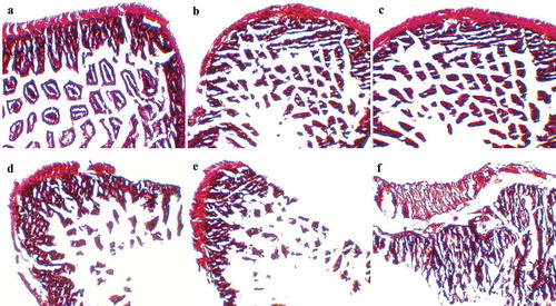 Figure 6. Mice cecum histopathology. Representative H&E-stained cecum sections from experimental groups were showed in panels (a) control mice, (b) intestinal villi and microvilli reduction in ST-infected mice with 1-week LC pretreatment, (c) normal intestinal histology in ST-infected mice with 1-week LC+mcra pretreatment, (d) moderate depletion of goblet cells and villi/microvilli in ST-infected mice, (e) massive elimination of goblet cells and villi/microvilli in ST-infected mice, (f) intestinal inflammation and infiltration at circular folds in ST-infected mice. All images were captured under 100 × .