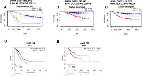 Figure 2 Kaplan–Meier survival curves comparing the high and low expression of SKA3 in LUAD. (A–C) Survival curves of PFS, OS and RFS in two LUAD cancer cohorts (PrognoScan) [GSE13213 (n = 125) and GSE31210 (n = 204)]. (D and E) OS and FP survival curves of lung cancer (Kaplan–Meier Plotter). (n = 1114, n = 596).