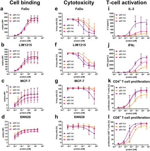 Figure 4. Cell binding to cancer cell lines, cytotoxicity and T-cell activation of Fc-comprising 2 + 1 eIg-Fab variants with C-terminal fusions of Fab or eFab. (a – d) Binding to (a) FaDu, (b) LIM1215, (c) MCF-7 and (d) SW620 analyzed by flow cytometry using a R-PE-conjugated antibody specific for human Fc (Mean ± S.D; n = 3; MFI: median fluorescence intensity). (e – h) Cytotoxic potential of PBMCs co-cultured with the cancer cell lines (e) FaDu, (f) LIM1215, (g) MCF-7 and (h) SW620 in an effector-to-target ratio of 5:1 (Mean ± S.D.; n = 3 - three individual donors). (i + j) Release of (i) IL-2 after 24 h and (j) IFNγ after 48 h by PBMCs co-cultured with FaDu using an effector-to-target ratio of 5:1 analyzed by sandwich ELISA (Mean ± S.D.; n = 3 - three individual donors). (k + l) Proliferation of (k) CD4+ and (l) CD8+ T-cells determined by CFSE dilution in flow cytometry from co-culture assays with FaDu using an effector-to-target ratio of 5:1 (Mean ± S.D.; n = 3 - three individual donors).